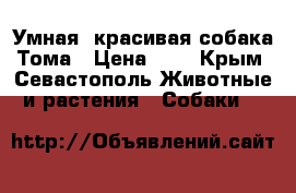 Умная, красивая собака Тома › Цена ­ 1 - Крым, Севастополь Животные и растения » Собаки   